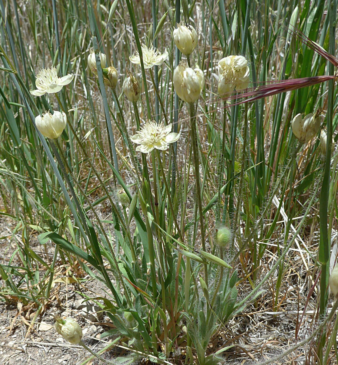 High Resolution Platystemon californicus Plant